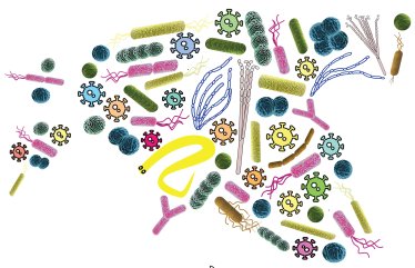 Illustratiivne joonis eestlaste mikrobioomi mitmekesisusest